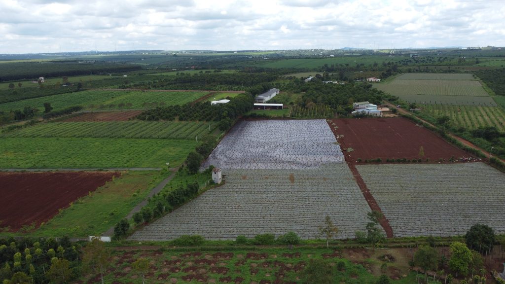 Vùng nguyên liệu dứa ENZARA